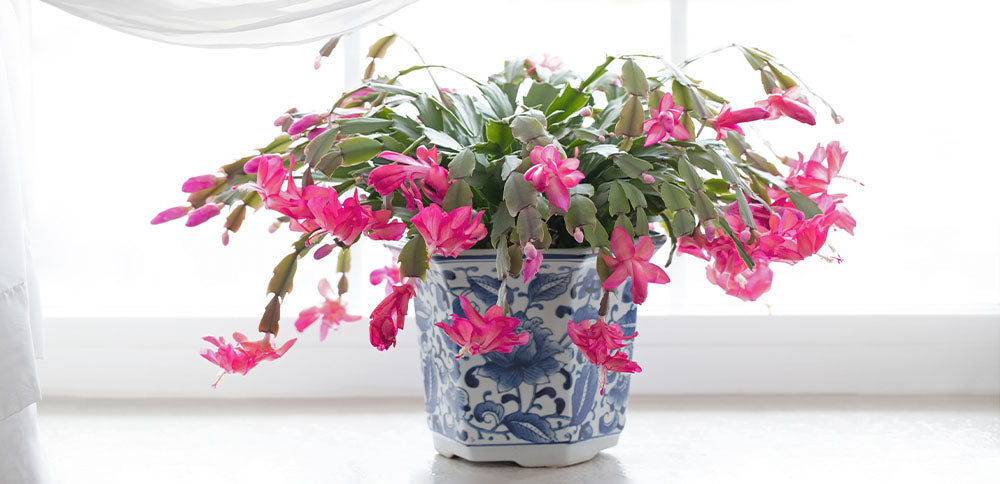 Schlumbergera Cactus