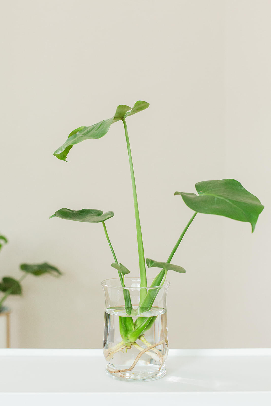 Monstera Deliciosa