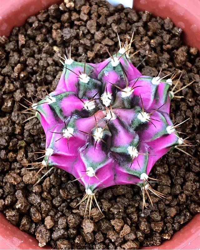 Assorted Gymnocalycium mihanovichii