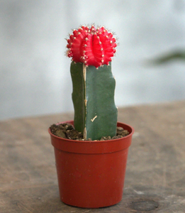 Assorted Gymnocalycium mihanovichii