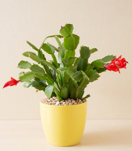 Schlumbergera Cactus