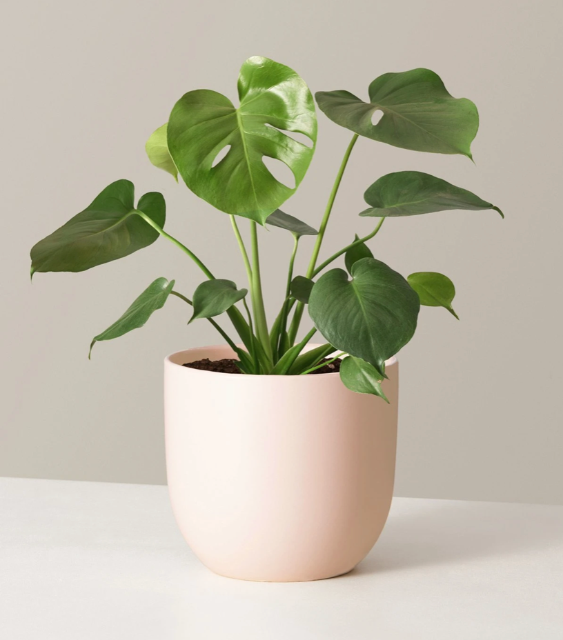 Monstera Deliciosa