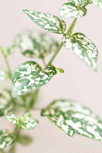 White Hypoestes Phyllostachya