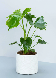 Philodendron Selloum