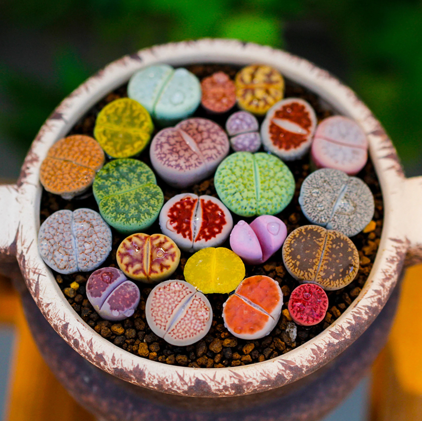 Lithops Mix