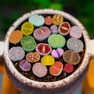 Lithops Mix