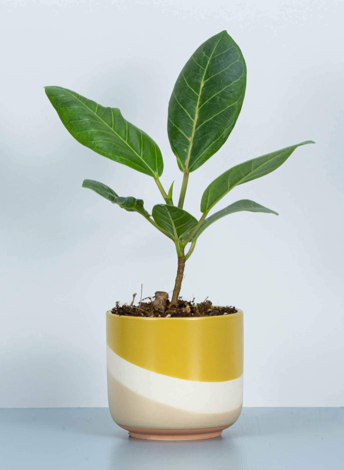 Ficus Altissima