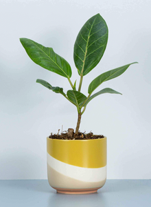 Ficus Altissima