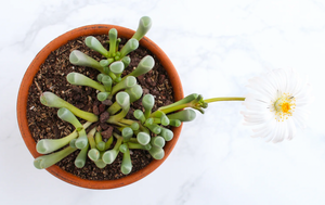 Fenestraria Aurantiaca