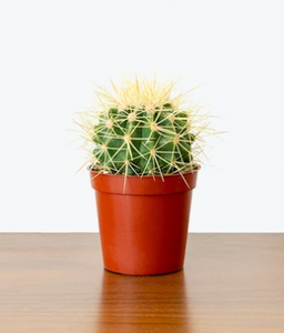 Golden Barrel Cactus