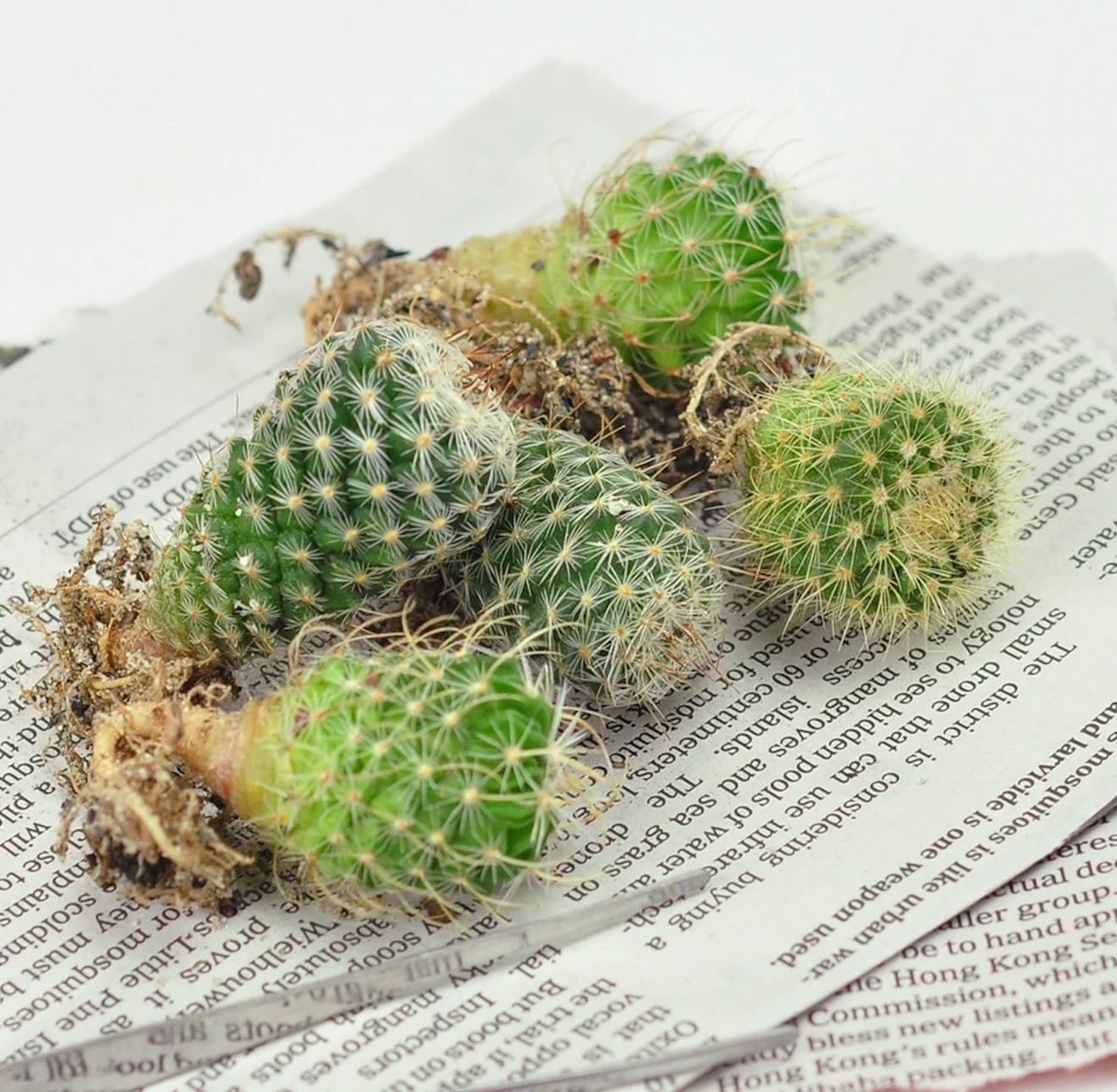 Golden Barrel Cactus