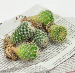Golden Barrel Cactus